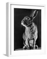 Horace the Irish Hare-Carl Mydans-Framed Photographic Print