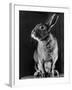 Horace the Irish Hare-Carl Mydans-Framed Photographic Print