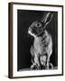 Horace the Irish Hare-Carl Mydans-Framed Photographic Print