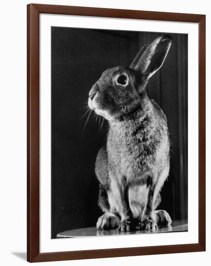 Horace the Irish Hare-Carl Mydans-Framed Photographic Print