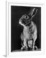 Horace the Irish Hare-Carl Mydans-Framed Photographic Print