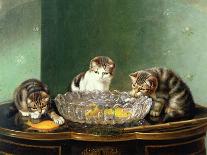 Kittens Up to Mischief-Horatio Henry Couldery-Giclee Print