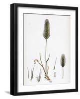 Hordeum Maritimum Sea Barley-null-Framed Giclee Print