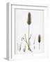 Hordeum Maritimum Sea Barley-null-Framed Giclee Print