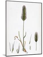 Hordeum Maritimum Sea Barley-null-Mounted Giclee Print