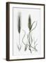 Hordeum Murinum Wall Barley-null-Framed Giclee Print