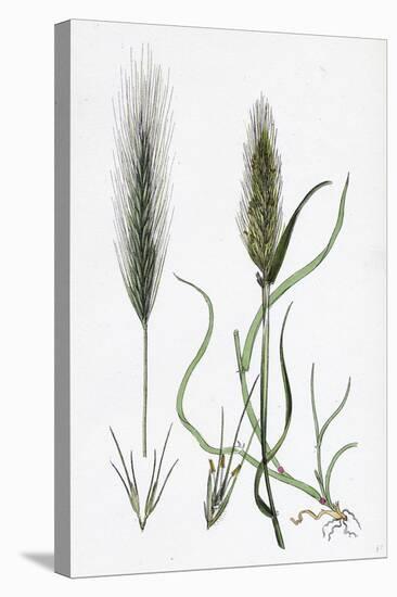 Hordeum Murinum Wall Barley-null-Stretched Canvas