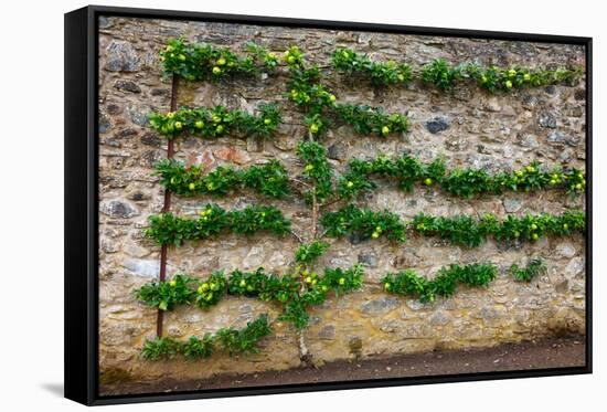 Horizontal Espalier Fruit Tree Trained on Stone Wall-naumoid-Framed Stretched Canvas