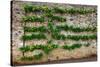 Horizontal Espalier Fruit Tree Trained on Stone Wall-naumoid-Stretched Canvas