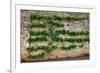 Horizontal Espalier Fruit Tree Trained on Stone Wall-naumoid-Framed Photographic Print