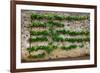 Horizontal Espalier Fruit Tree Trained on Stone Wall-naumoid-Framed Photographic Print