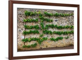 Horizontal Espalier Fruit Tree Trained on Stone Wall-naumoid-Framed Photographic Print