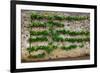 Horizontal Espalier Fruit Tree Trained on Stone Wall-naumoid-Framed Photographic Print