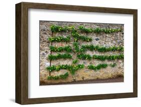 Horizontal Espalier Fruit Tree Trained on Stone Wall-naumoid-Framed Photographic Print