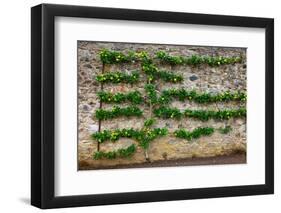 Horizontal Espalier Fruit Tree Trained on Stone Wall-naumoid-Framed Photographic Print