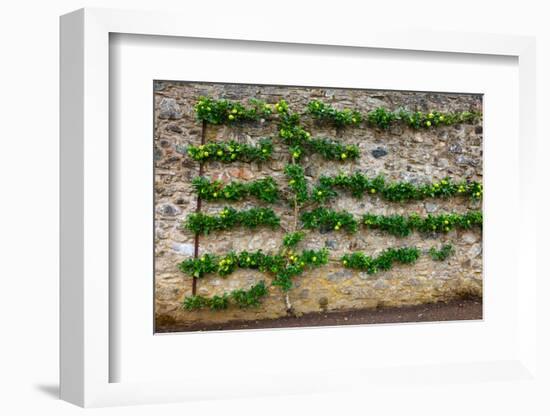 Horizontal Espalier Fruit Tree Trained on Stone Wall-naumoid-Framed Photographic Print