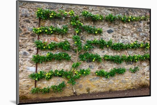 Horizontal Espalier Fruit Tree Trained on Stone Wall-naumoid-Mounted Photographic Print