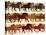 Horizontal Illustration Herd of Horses.-Vertyr-Stretched Canvas