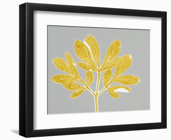 Horizontal Plants 6-Mary Margaret Briggs-Framed Premium Giclee Print