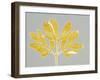 Horizontal Plants 6-Mary Margaret Briggs-Framed Giclee Print