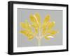 Horizontal Plants 6-Mary Margaret Briggs-Framed Giclee Print