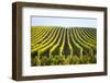 Horizontal Shot of Central European Vineyard-vkovalcik-Framed Photographic Print