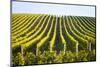 Horizontal Shot of Central European Vineyard-vkovalcik-Mounted Photographic Print