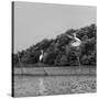 Horizontal Vivid Black and White Stork Couple Love Games on River Background Backdrop-spacedrone808-Stretched Canvas