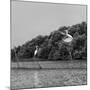 Horizontal Vivid Black and White Stork Couple Love Games on River Background Backdrop-spacedrone808-Mounted Photographic Print