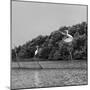 Horizontal Vivid Black and White Stork Couple Love Games on River Background Backdrop-spacedrone808-Mounted Photographic Print