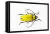 Horn Beetle Celosterna Pollinosa-Darrell Gulin-Framed Stretched Canvas