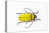 Horn Beetle Celosterna Pollinosa-Darrell Gulin-Stretched Canvas