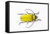 Horn Beetle Celosterna Pollinosa-Darrell Gulin-Framed Stretched Canvas