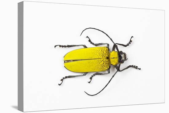 Horn Beetle Celosterna Pollinosa-Darrell Gulin-Stretched Canvas