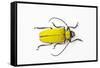 Horn Beetle Celosterna Pollinosa-Darrell Gulin-Framed Stretched Canvas