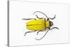 Horn Beetle Celosterna Pollinosa-Darrell Gulin-Stretched Canvas