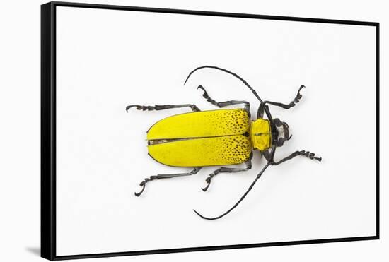 Horn Beetle Celosterna Pollinosa-Darrell Gulin-Framed Stretched Canvas