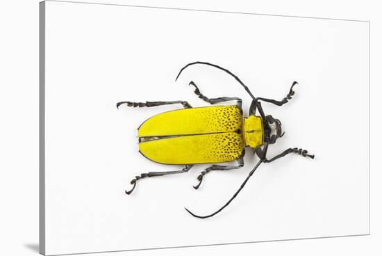 Horn Beetle Celosterna Pollinosa-Darrell Gulin-Stretched Canvas