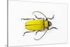 Horn Beetle Celosterna Pollinosa-Darrell Gulin-Stretched Canvas