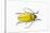 Horn Beetle Celosterna Pollinosa-Darrell Gulin-Stretched Canvas