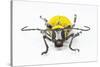 Horn Beetle Celosterna Pollinosa-Darrell Gulin-Stretched Canvas