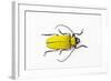 Horn Beetle Celosterna Pollinosa-Darrell Gulin-Framed Photographic Print