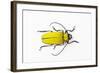 Horn Beetle Celosterna Pollinosa-Darrell Gulin-Framed Photographic Print