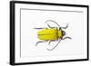 Horn Beetle Celosterna Pollinosa-Darrell Gulin-Framed Photographic Print