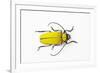 Horn Beetle Celosterna Pollinosa-Darrell Gulin-Framed Photographic Print