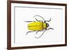 Horn Beetle Celosterna Pollinosa-Darrell Gulin-Framed Photographic Print