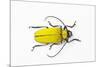 Horn Beetle Celosterna Pollinosa-Darrell Gulin-Mounted Photographic Print