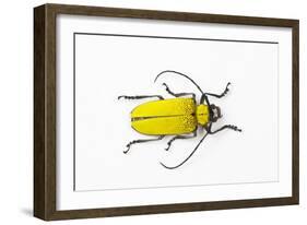 Horn Beetle Celosterna Pollinosa-Darrell Gulin-Framed Photographic Print