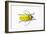 Horn Beetle Celosterna Pollinosa-Darrell Gulin-Framed Photographic Print