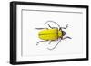 Horn Beetle Celosterna Pollinosa-Darrell Gulin-Framed Photographic Print